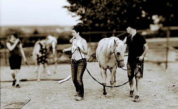 Dieses Bild hat ein leeres Alt-Attribut. Der Dateiname ist pferdegestuetzes-coaching-team-korneuburg-1.jpg